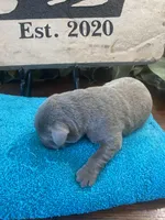 Platinum , a male Labrador Retriever for sale in Panama City Beach, FL – Photo 3 of 10