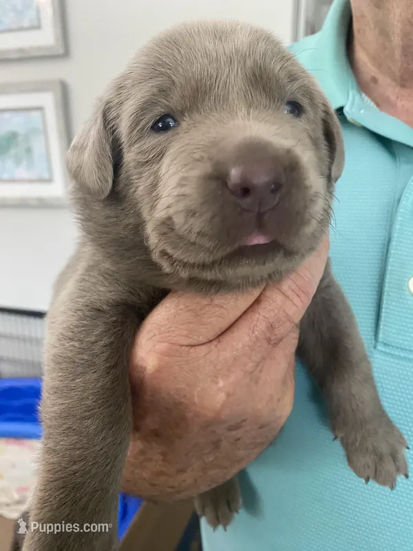 Platinum  – Labrador Retriever puppy for sale in Panama City Beach, FL