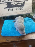 Platinum , a male Labrador Retriever for sale in Panama City Beach, FL – Photo 6 of 10