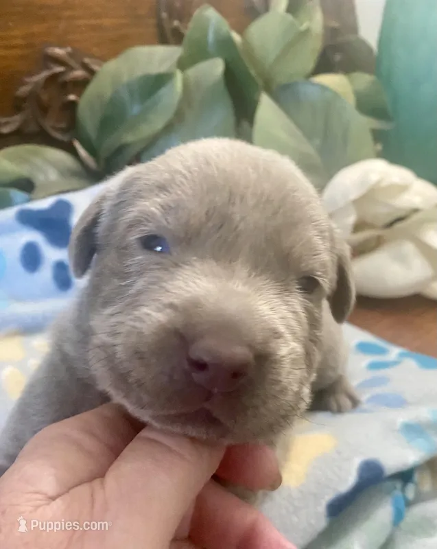 Pearl – Labrador Retriever puppy for sale in Panama City Beach, FL