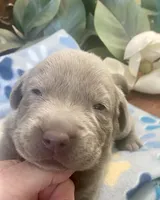Pearl, a female Labrador Retriever for sale in Panama City Beach, FL – Photo 9 of 9