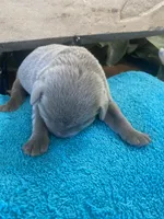 Pearl, a female Labrador Retriever for sale in Panama City Beach, FL – Photo 3 of 9
