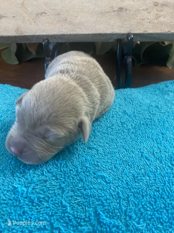 Pearl – Labrador Retriever puppy for sale in Panama City Beach, FL