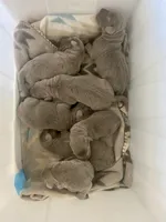 Pearl, a female Labrador Retriever for sale in Panama City Beach, FL – Photo 6 of 9