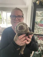 Pearl, a female Labrador Retriever for sale in Panama City Beach, FL – Photo 6 of 9