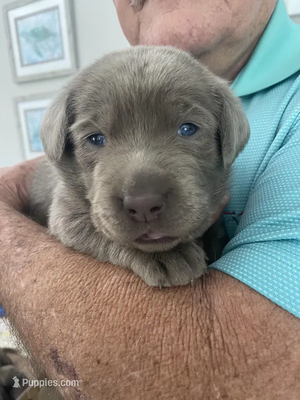 Pearl – Labrador Retriever puppy for sale in Panama City Beach, FL