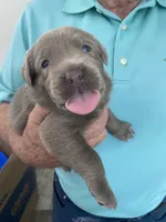 Pearl, a female Labrador Retriever for sale in Panama City Beach, FL – Photo 3 of 9