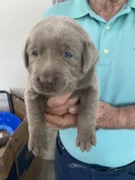 Pearl, a female Labrador Retriever for sale in Panama City Beach, FL – Photo 2 of 9