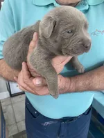 Pearl, a female Labrador Retriever for sale in Panama City Beach, FL – Photo 4 of 9