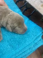 Pearl, a female Labrador Retriever for sale in Panama City Beach, FL – Photo 5 of 9