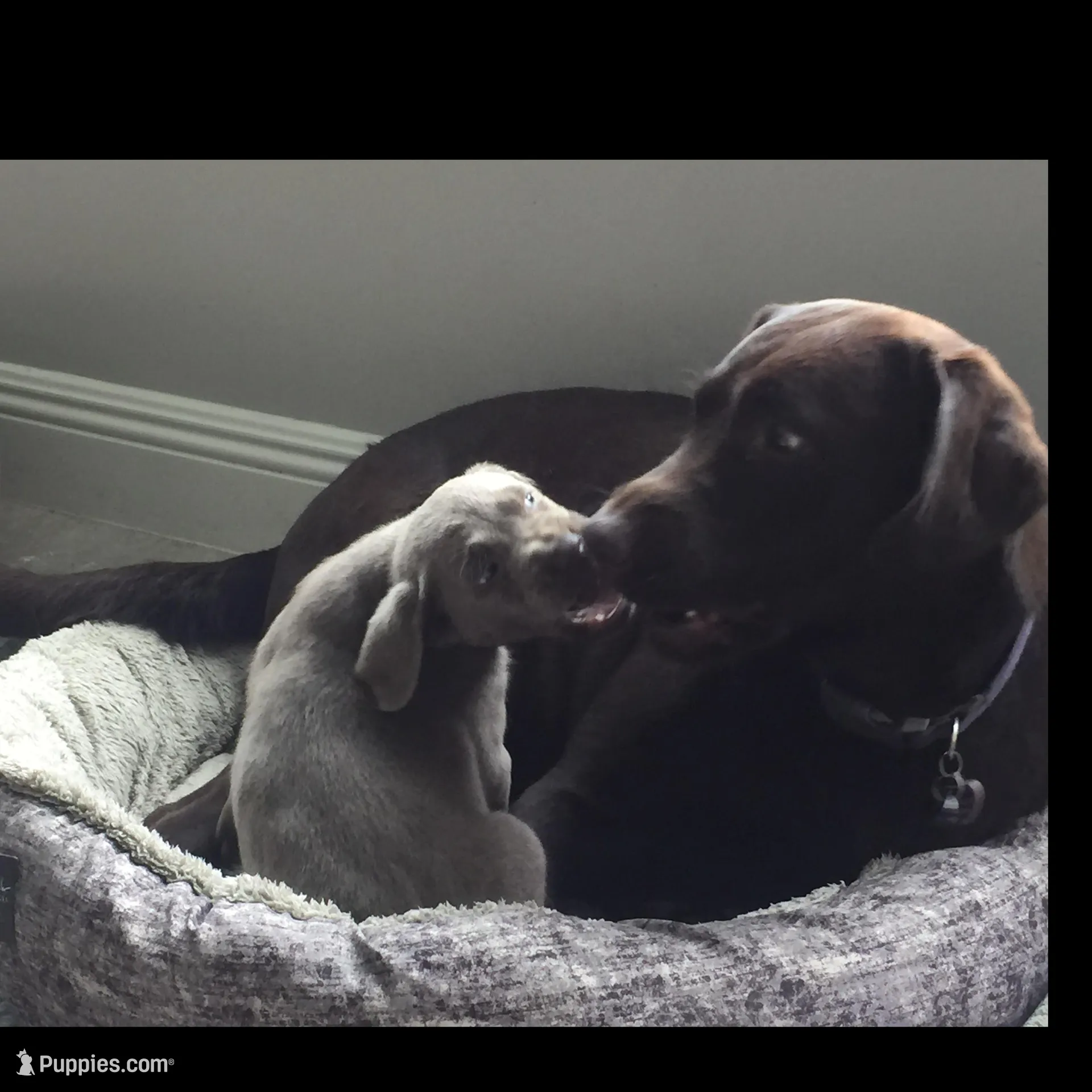 Godiva , a female Labrador Retriever for sale in Panama City Beach, FL – Photo 6 of 8