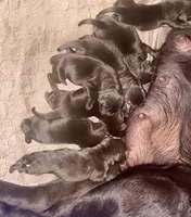 Godiva , a female Labrador Retriever for sale in Panama City Beach, FL – Photo 5 of 8
