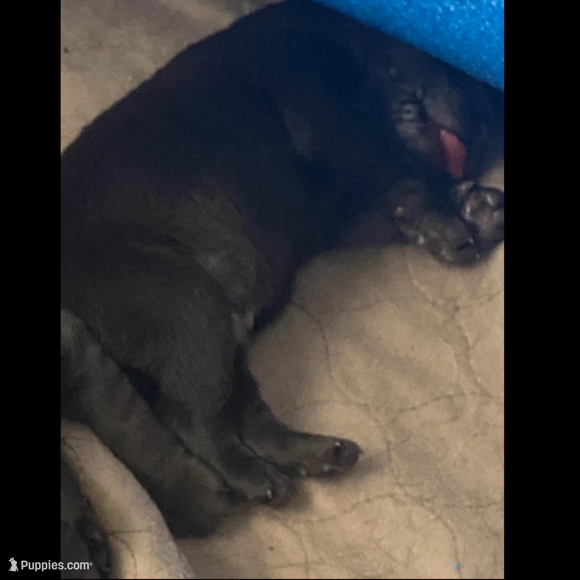 Godiva , a female Labrador Retriever for sale in Panama City Beach, FL – Photo 3 of 8