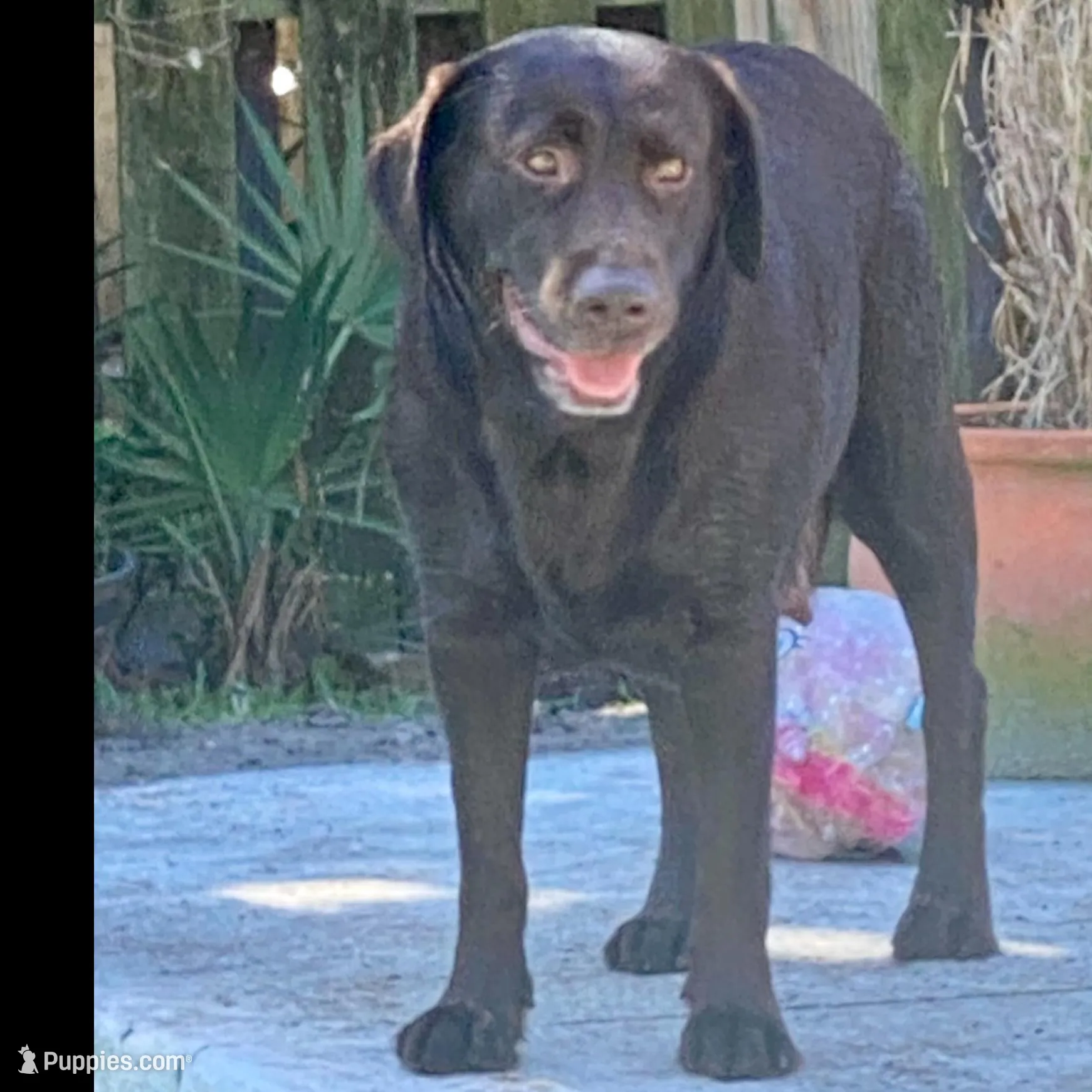 Godiva , a female Labrador Retriever for sale in Panama City Beach, FL – Photo 7 of 8