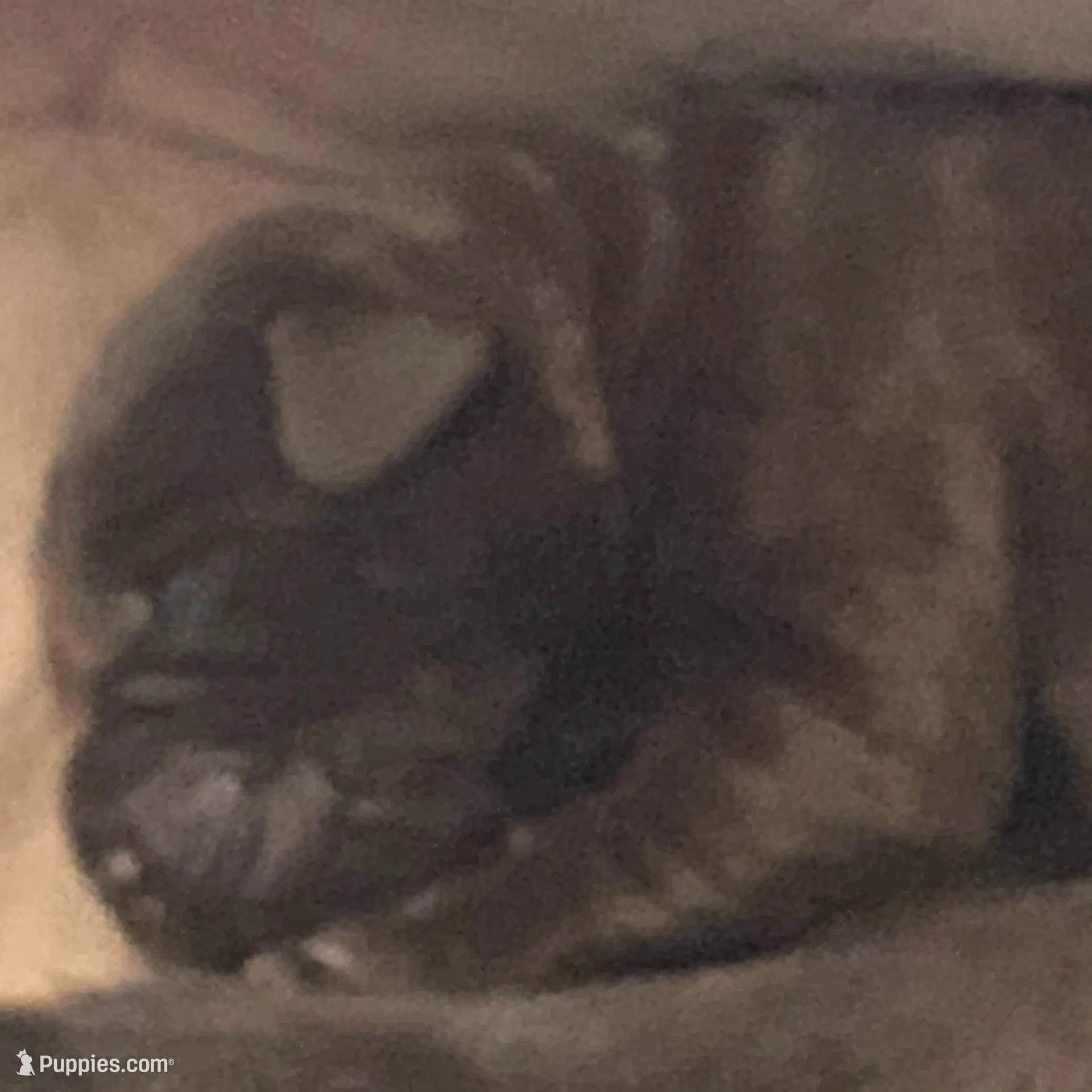 Godiva , a female Labrador Retriever for sale in Panama City Beach, FL – Photo 2 of 8