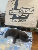 Godiva , a female Labrador Retriever for sale in Panama City Beach, FL – Photo 1 of 8