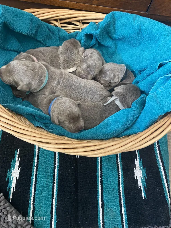 Sterling – Labrador Retriever puppy for sale in Panama City Beach, FL