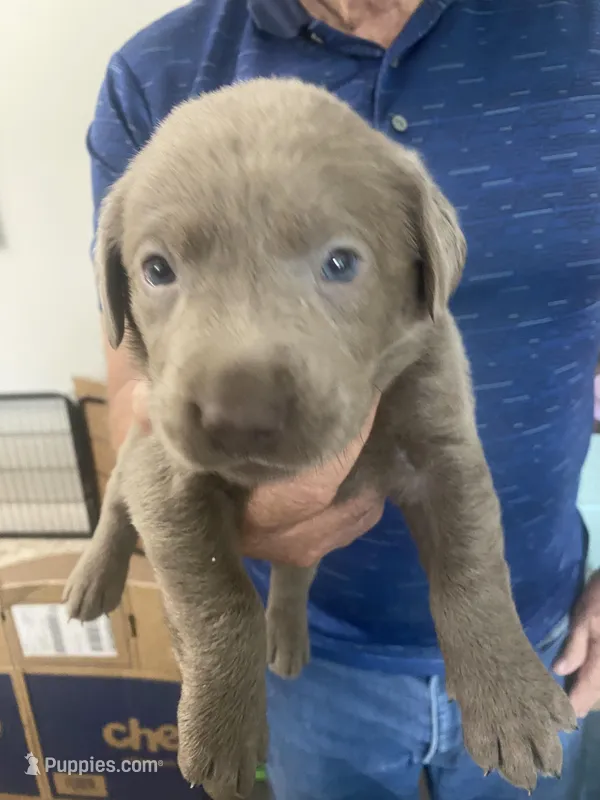 Sterling – Labrador Retriever puppy for sale in Panama City Beach, FL