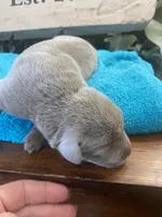 Sterling, a female Labrador Retriever for sale in Panama City Beach, FL – Photo 2 of 8