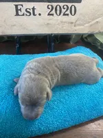 Sterling, a female Labrador Retriever for sale in Panama City Beach, FL – Photo 3 of 8