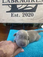 Sterling, a female Labrador Retriever for sale in Panama City Beach, FL – Photo 5 of 8