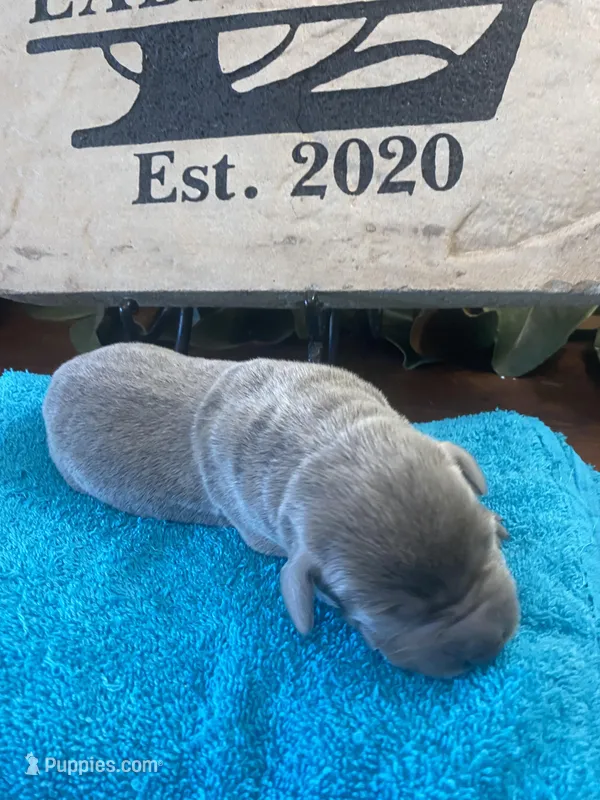 Sterling – Labrador Retriever puppy for sale in Panama City Beach, FL