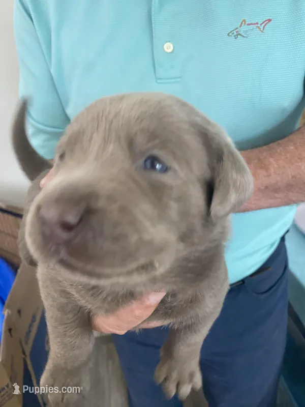 Sterling – Labrador Retriever puppy for sale in Panama City Beach, FL