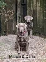 Diamond “Darla”, a female Labrador Retriever for sale in Milton, FL – 5 of 10