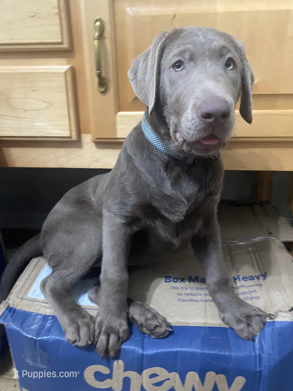 Diamond “Darla” – Labrador Retriever puppy for sale in Milton, FL