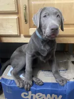 Diamond “Darla”, a female Labrador Retriever for sale in Milton, FL – 1 of 10