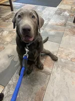Diamond “Darla”, a female Labrador Retriever for sale in Milton, FL – 2 of 10