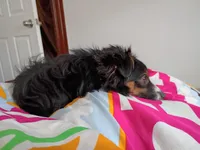 Abe, a male Australian Shepherd for sale in Boston, MA – Photo 5 of 5