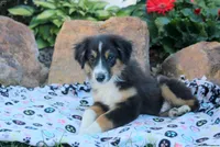 Abe, a male Australian Shepherd for sale in Boston, MA – Photo 1 of 5