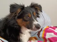 Abe, a male Australian Shepherd for sale in Boston, MA – Photo 4 of 5