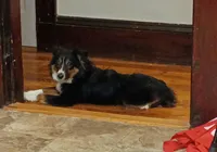 Abe, a male Australian Shepherd for sale in Boston, MA – Photo 3 of 5