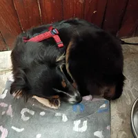 Abe, a male Australian Shepherd for sale in Boston, MA – Photo 2 of 5