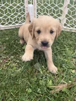 Peaches, a female Golden Retriever for sale in Austin, MN – 2 of 2