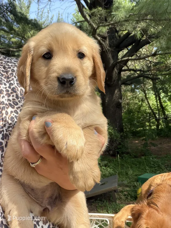 Maple – Golden Retriever puppy for sale in Austin, MN