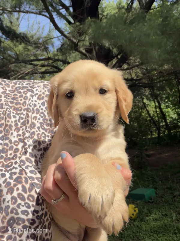 Peaches – Golden Retriever puppy for sale in Austin, MN