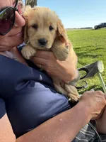 Maple, a female Golden Retriever for sale in Austin, MN – 2 of 2