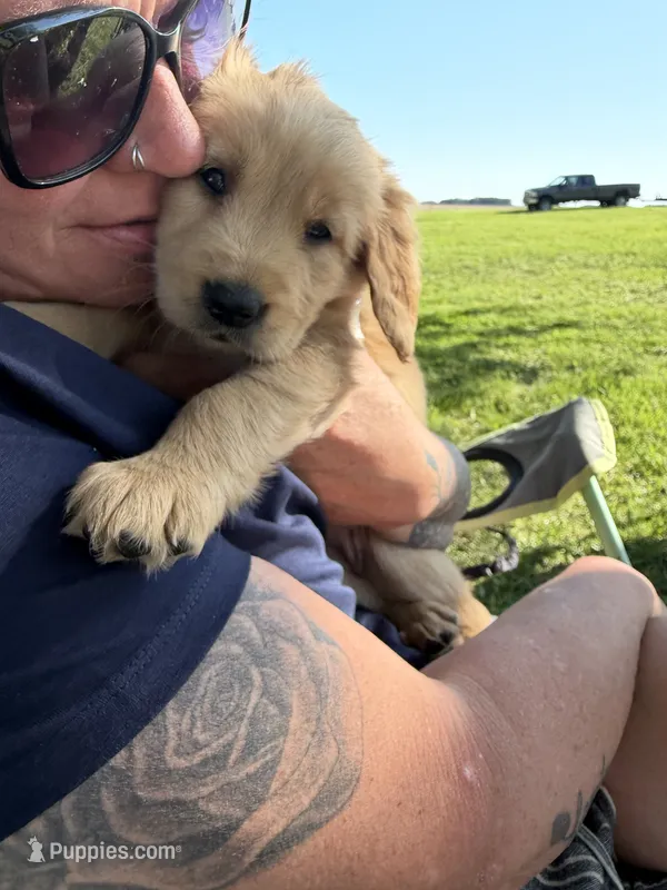 Maple – Golden Retriever puppy for sale in Austin, MN