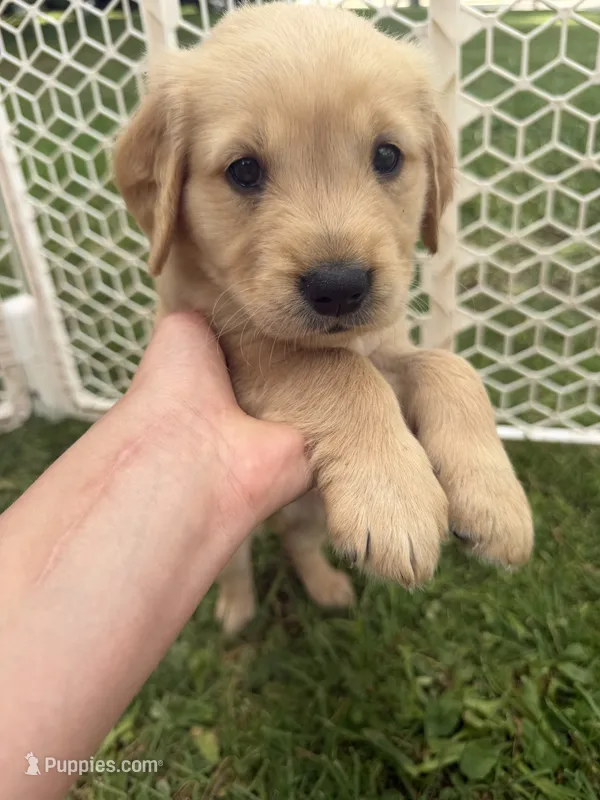 Peaches, a female Golden Retriever for sale in Austin, MN – 1 of 2