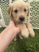 Peaches, a female Golden Retriever for sale in Austin, MN – 1 of 2