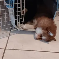 Scarlett the cuddly , a female Pomsky for sale in Fort Lauderdale, FL – Photo 4 of 7