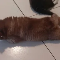 Scarlett the cuddly , a female Pomsky for sale in Fort Lauderdale, FL – Photo 5 of 7