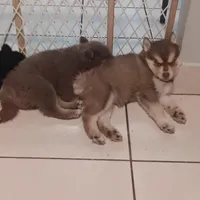 Scarlett the cuddly , a female Pomsky for sale in Fort Lauderdale, FL – Photo 6 of 7