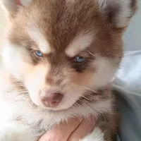 Scarlett the cuddly , a female Pomsky for sale in Fort Lauderdale, FL – Photo 1 of 7