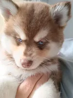 Scarlett , a female Pomsky for sale in Fort Lauderdale, FL – Photo 2 of 7