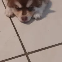 Scarlett the cuddly , a female Pomsky for sale in Fort Lauderdale, FL – Photo 3 of 7