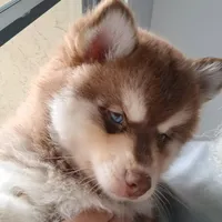 Scarlett the cuddly , a female Pomsky for sale in Fort Lauderdale, FL – Photo 2 of 7